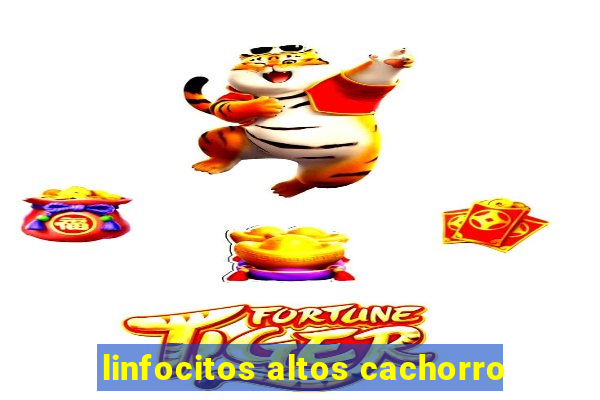 linfocitos altos cachorro